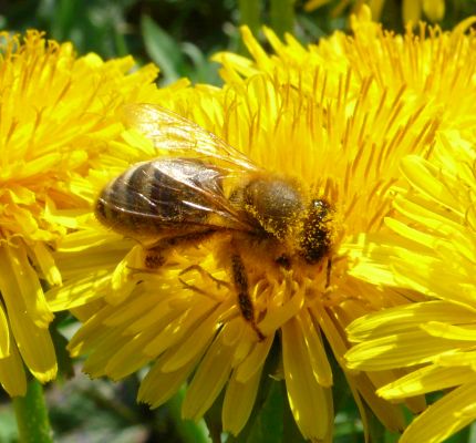 Biene auf Löwenzahn mit Pollen