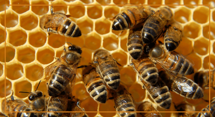 Honig ist keine Bienenkotze