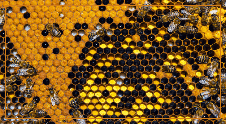 Leistung Honigbiene Bienenwabe